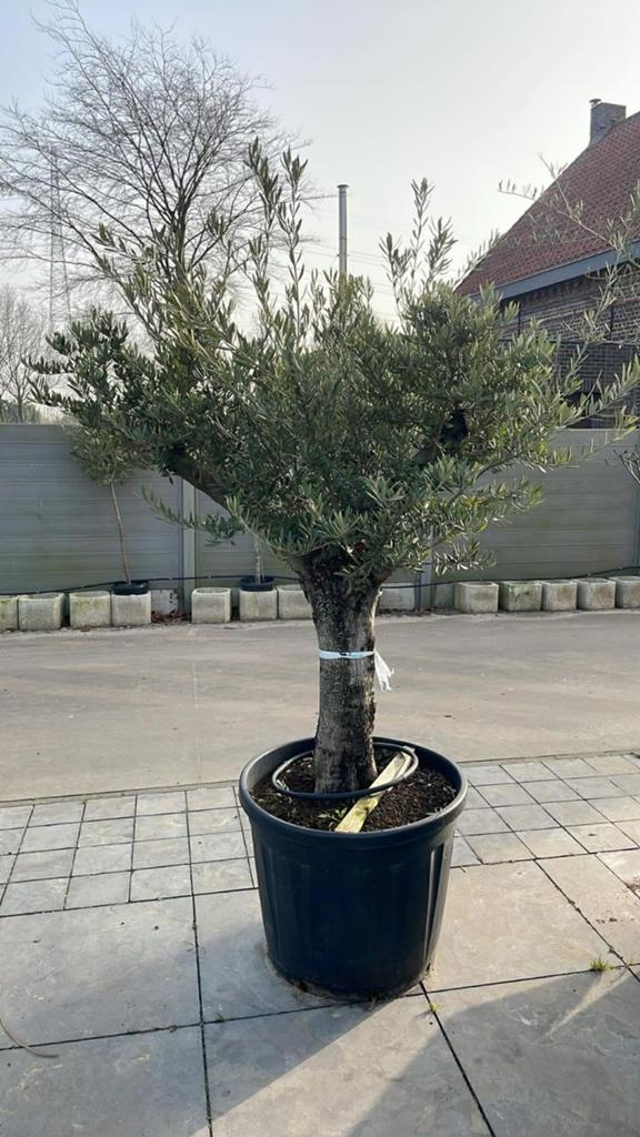 ‼️olijfbomen olea europaea aan onklopbare prijzen ‼️, Tuin en Terras, Ophalen