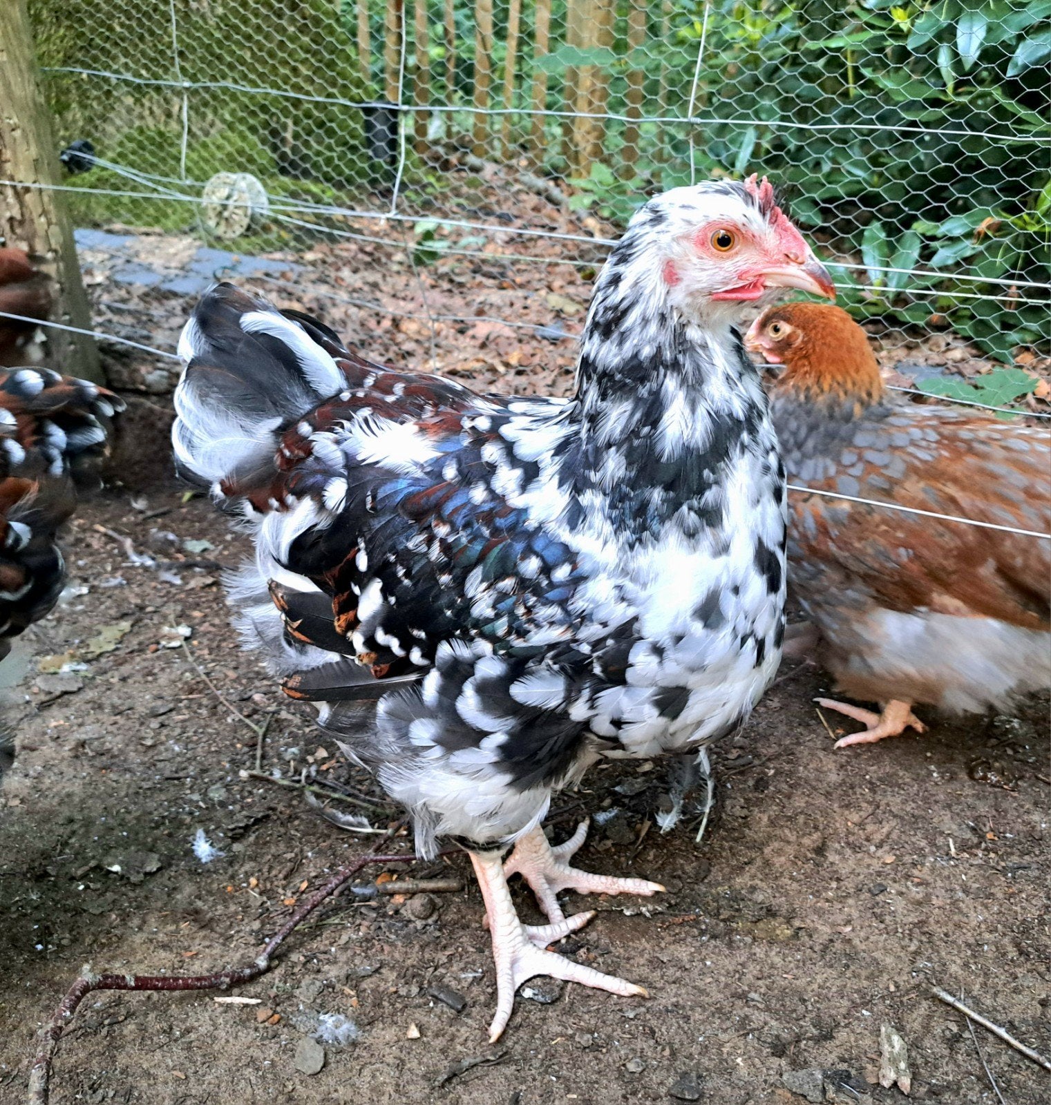 Mooi jong haantje, Orpington groothoender porcelain, Dieren en Toebehoren, Pluimvee