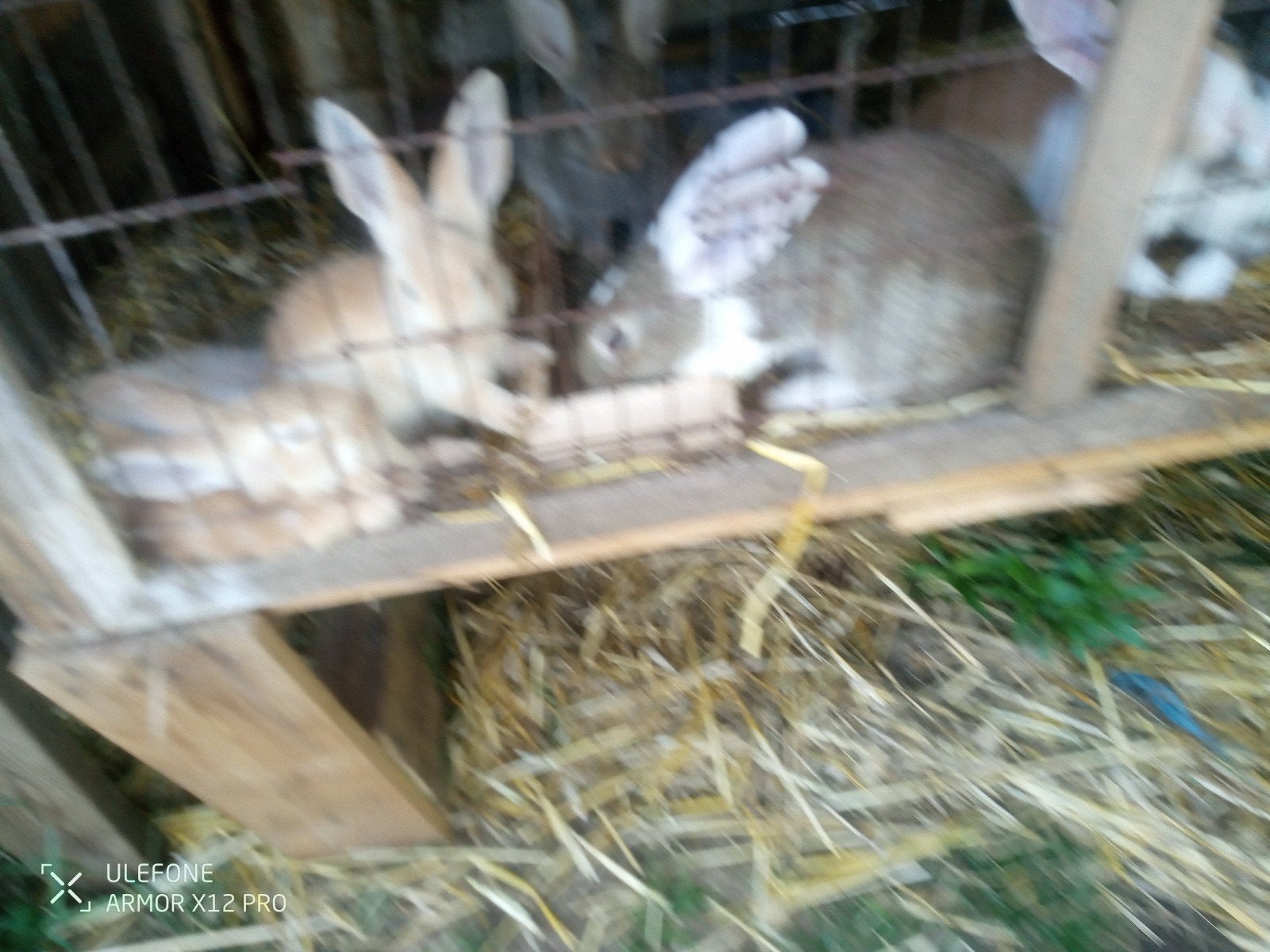 Konijnen te koop, Dieren en Toebehoren, Konijnen