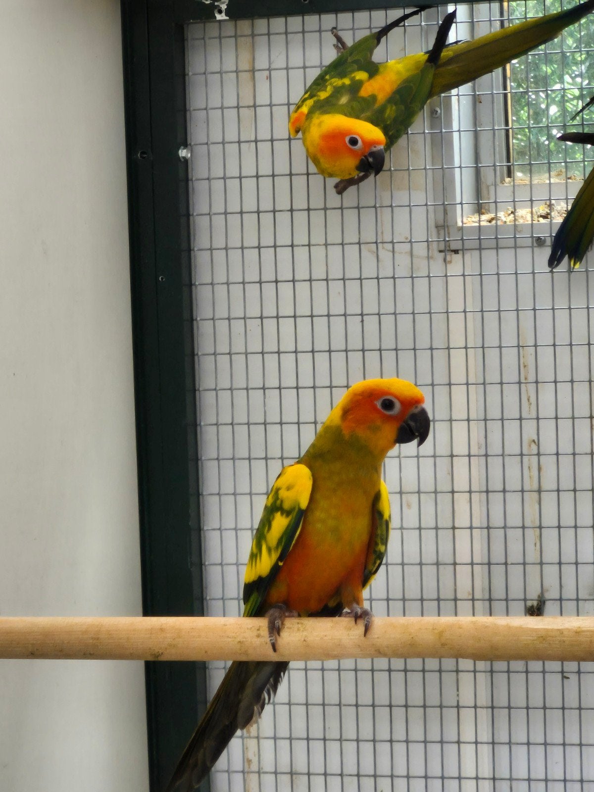 zonparkieten, Meerdere dieren, Parkiet, Geringd