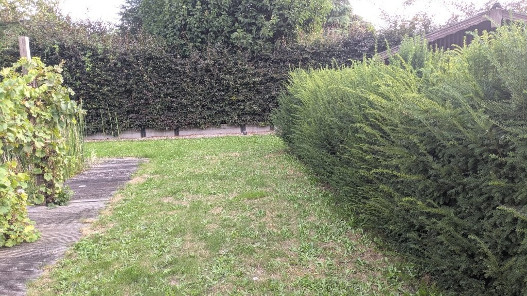 Taxus, Jardin & Terrasse, Enlèvement, Taxus, Haie, 100 à 250 cm