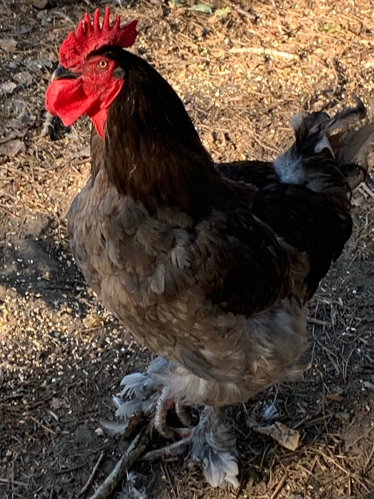 Haan mechelse hoen blauw, Dieren en Toebehoren, Pluimvee, Kip
