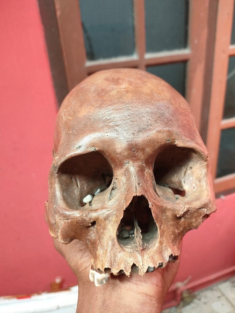 Homo sapiens, Enlèvement ou Envoi, Fossile