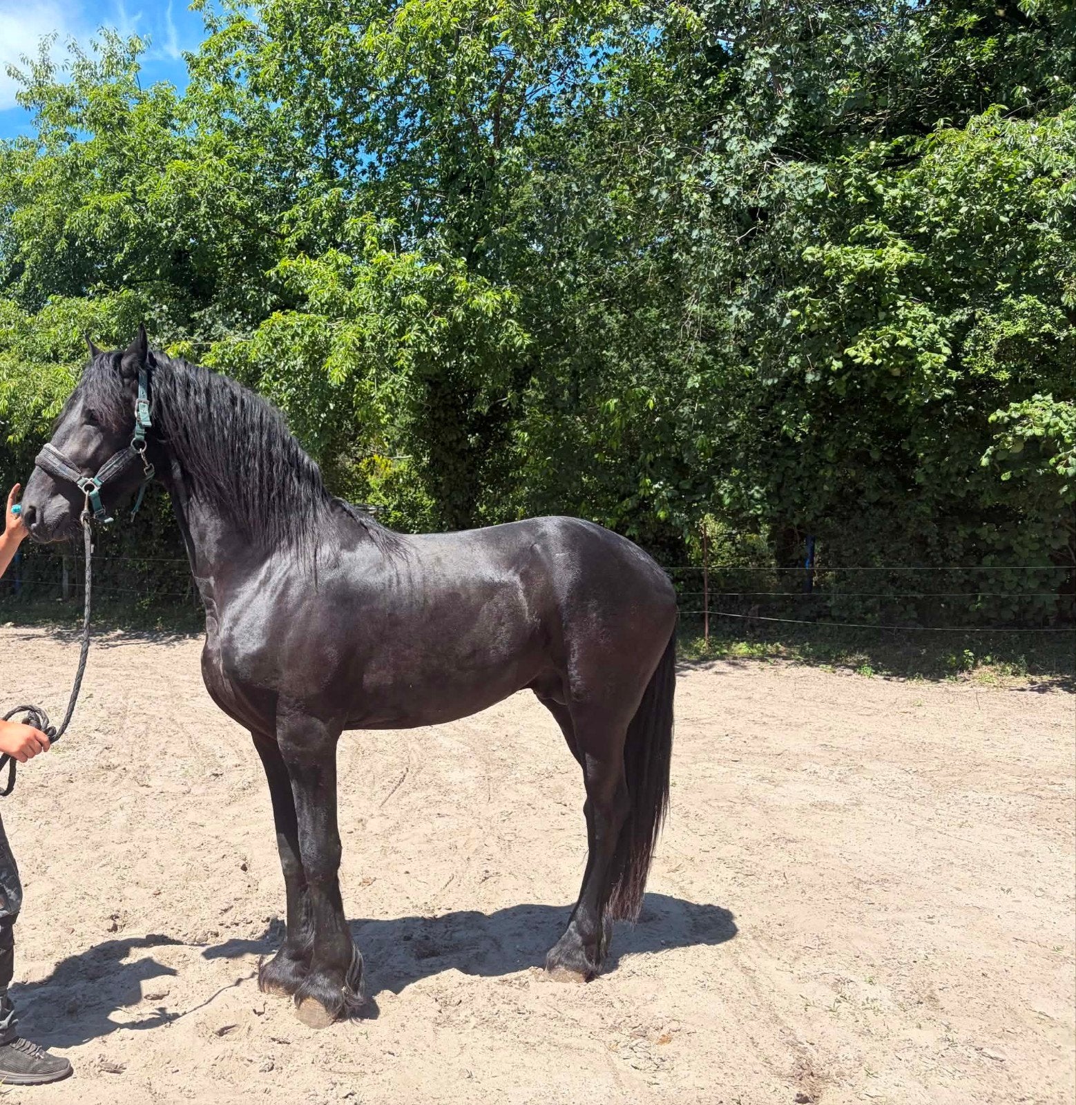 2jeune etalon frison attele avec papier, Animaux & Accessoires, Chevaux
