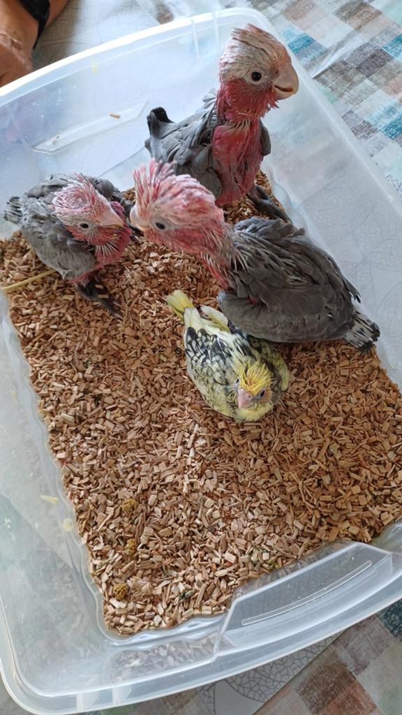 Cacatoès, Animaux & Accessoires