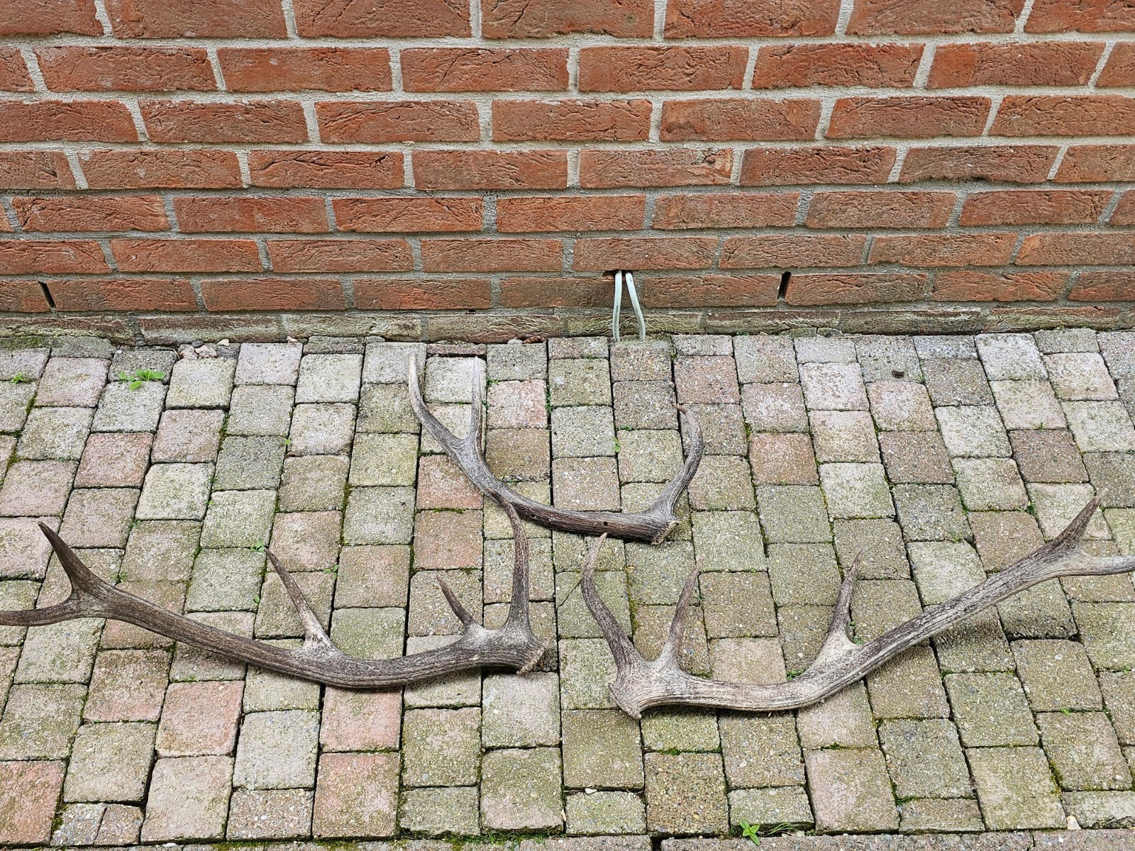 Bois de cerf, Enlèvement ou Envoi
