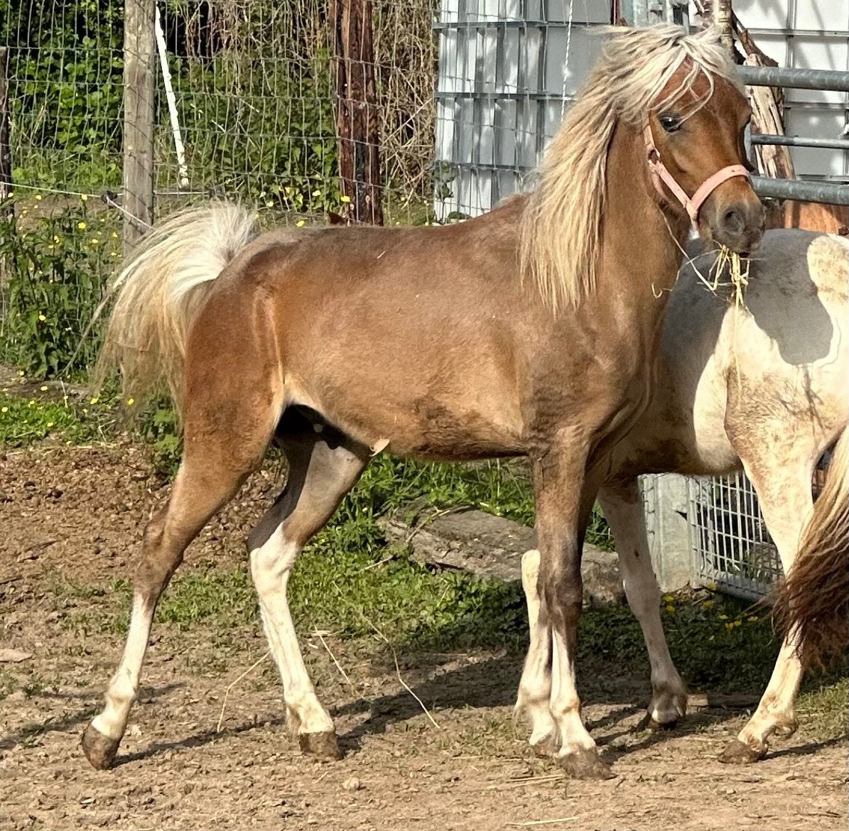 Mini paard hengstjes 2 jaarlingen en tweejarige ruin, Dieren en Toebehoren, Paarden, Minder dan 160 cm, Met stamboom, 0 tot 2 jaar