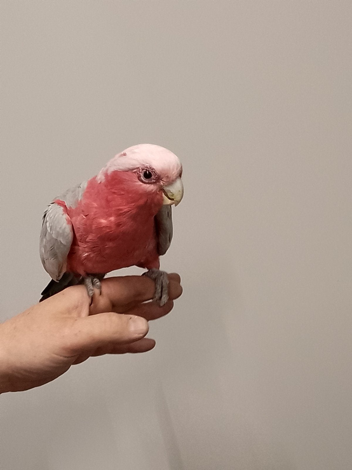 Jonge tamme baby Rose Kakatoes met DNA en getest op alle zie, Animaux & Accessoires, Plusieurs animaux, Perroquet, Domestique
