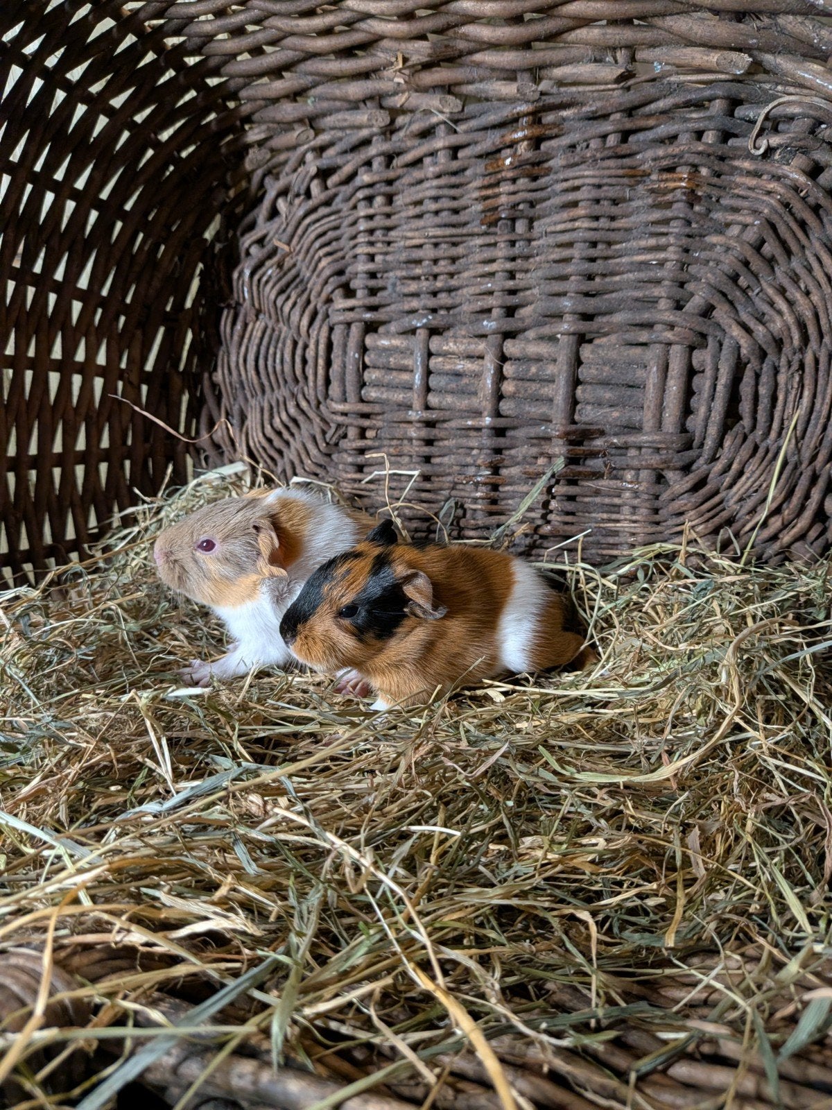 te reserveren, Dieren en Toebehoren, Oktober, Meerdere dieren, Cavia