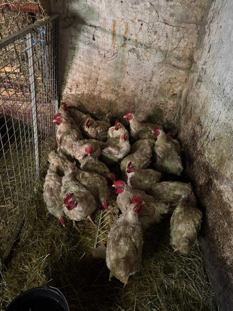 Slachthanen, Dieren en Toebehoren, Pluimvee, Mannelijk, Kip