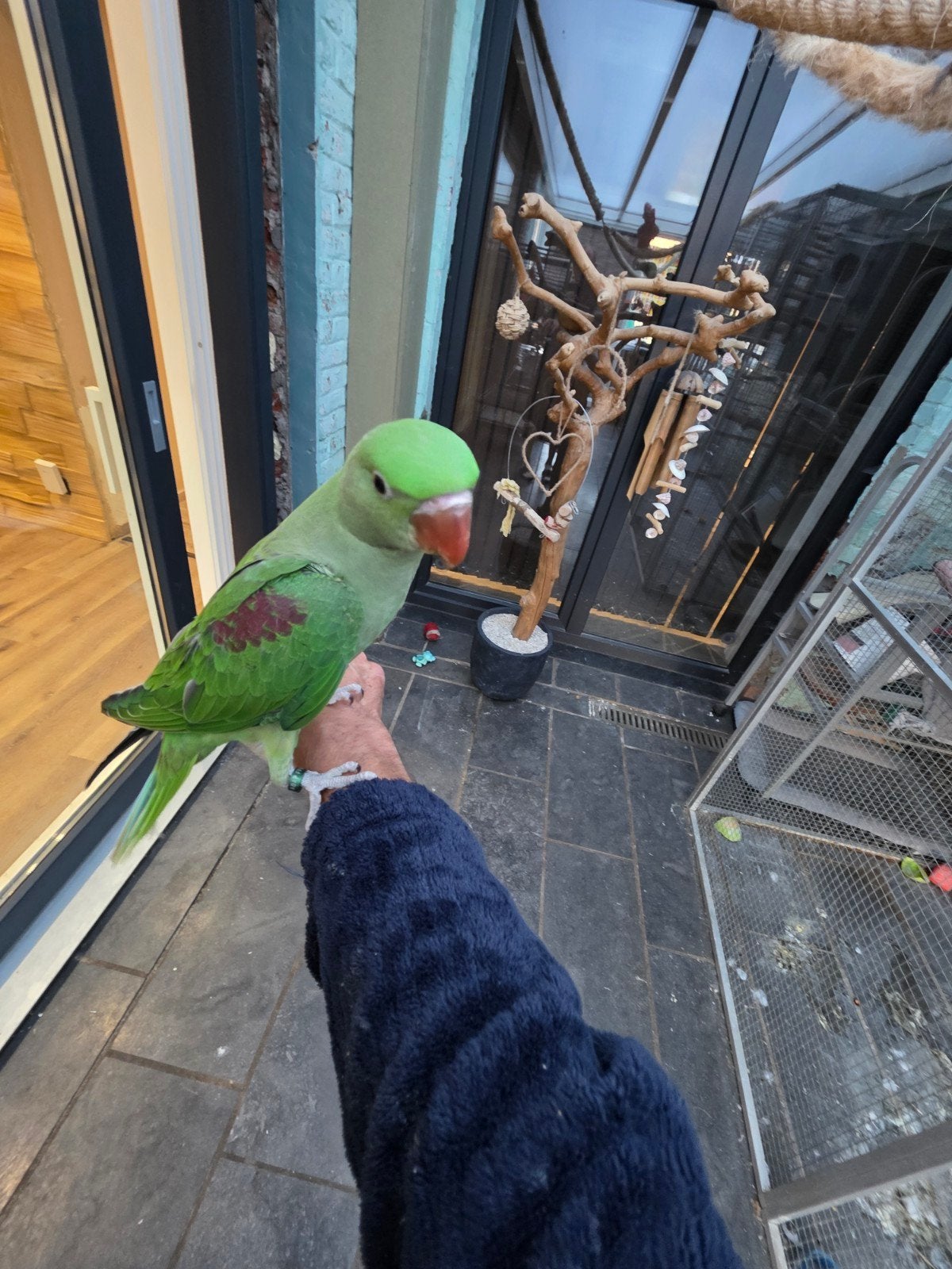 Grand alexandre eam, Animaux & Accessoires, Oiseaux | Perruches & Perroquets, Plusieurs animaux, Perruche, Domestique