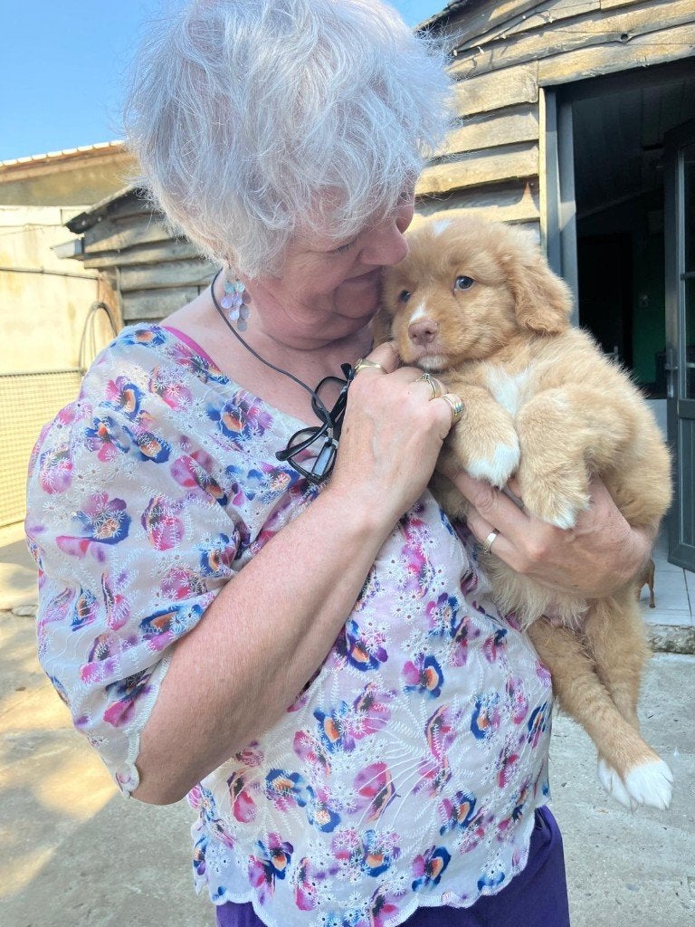 toller pup, beide ouders zijn hier aanwezig, Parvo, België, 8 tot 15 weken, Eén hond