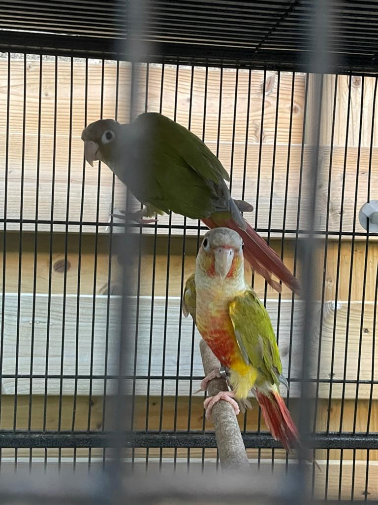 Couple conure, Animaux & Accessoires