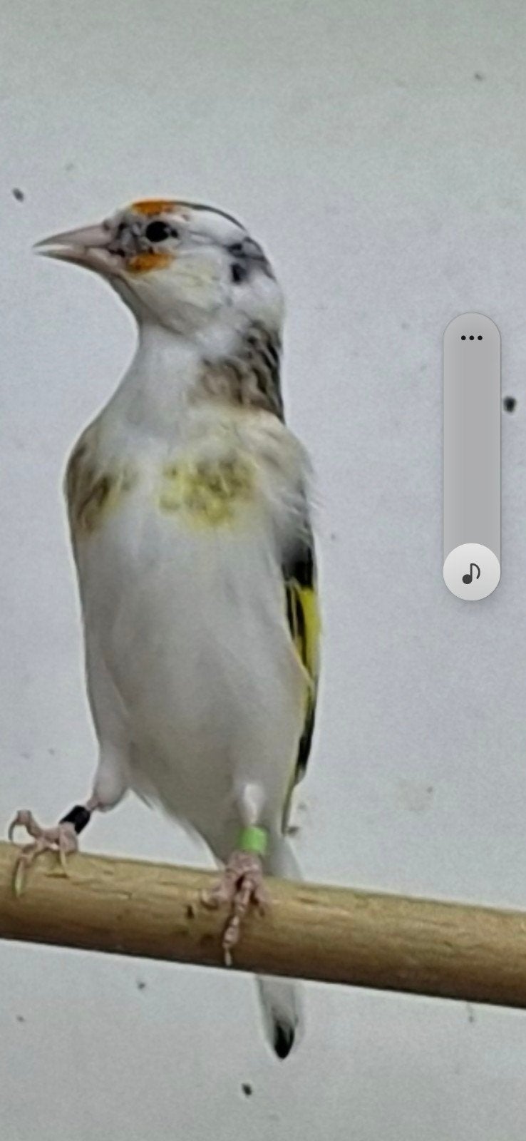 3x putter poppen Scarpati 2025, Femelle, Oiseau chanteur sauvage, Bagué