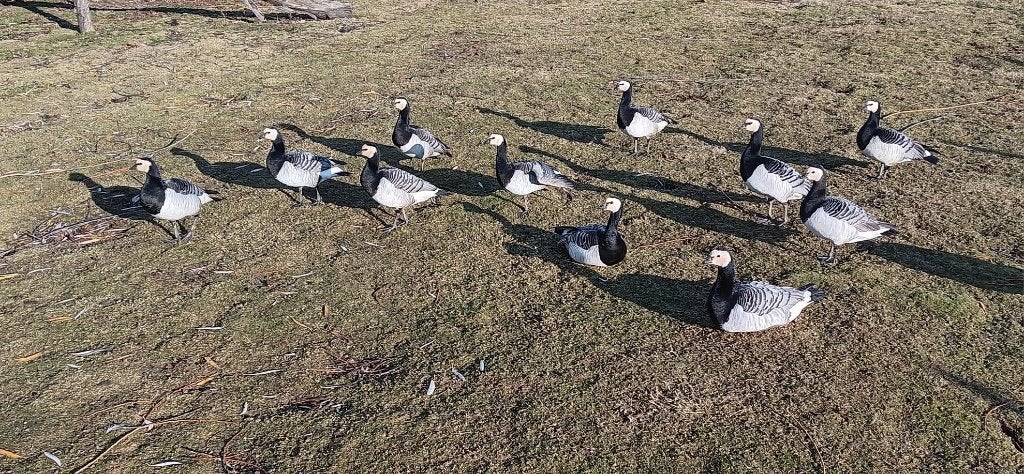 Brandgans, Plusieurs animaux, Oie ou Cygne
