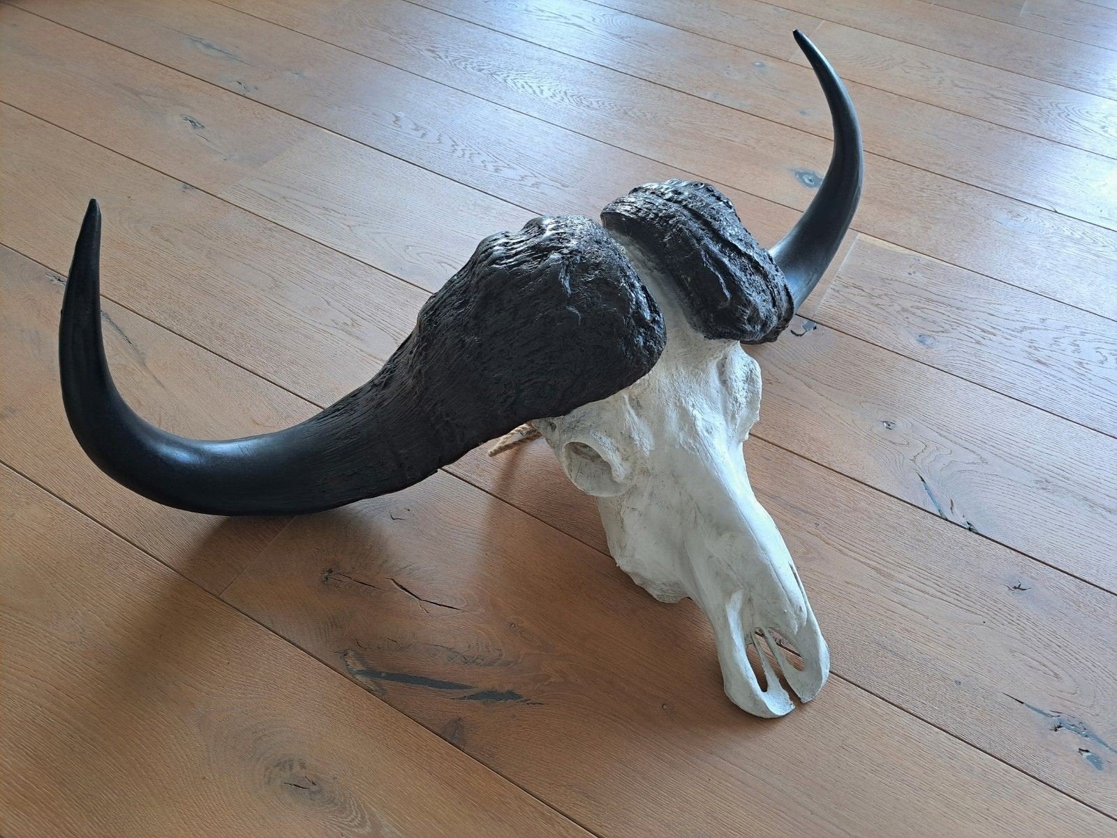 buffelkop decoratie namaak., Enlèvement