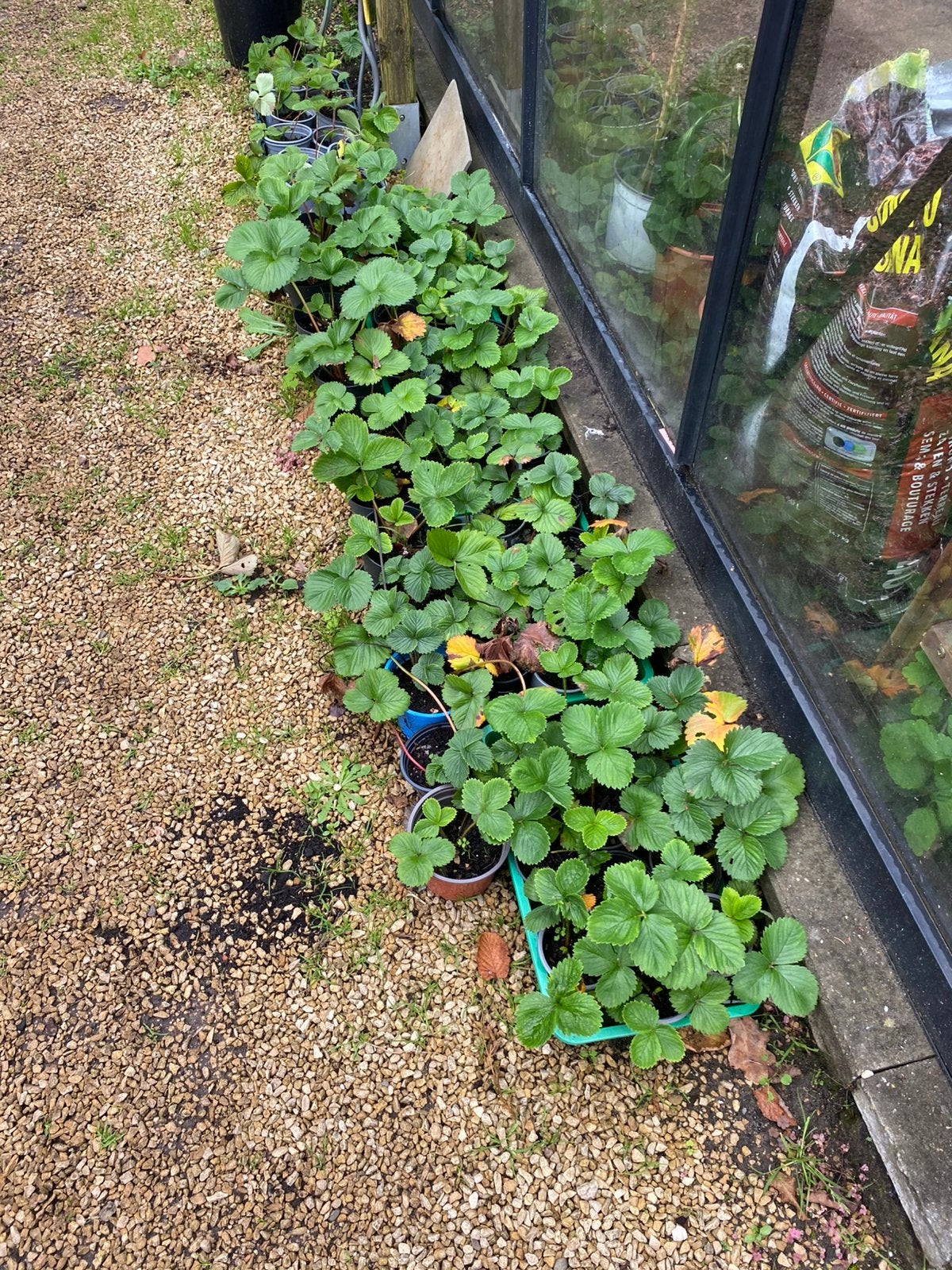 Aardbei planten, Jardin & Terrasse, Enlèvement