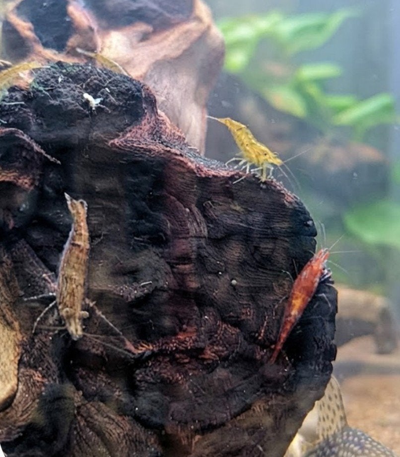 Neocaridina garnalen (mix van lichte kleuren en wildkleur)