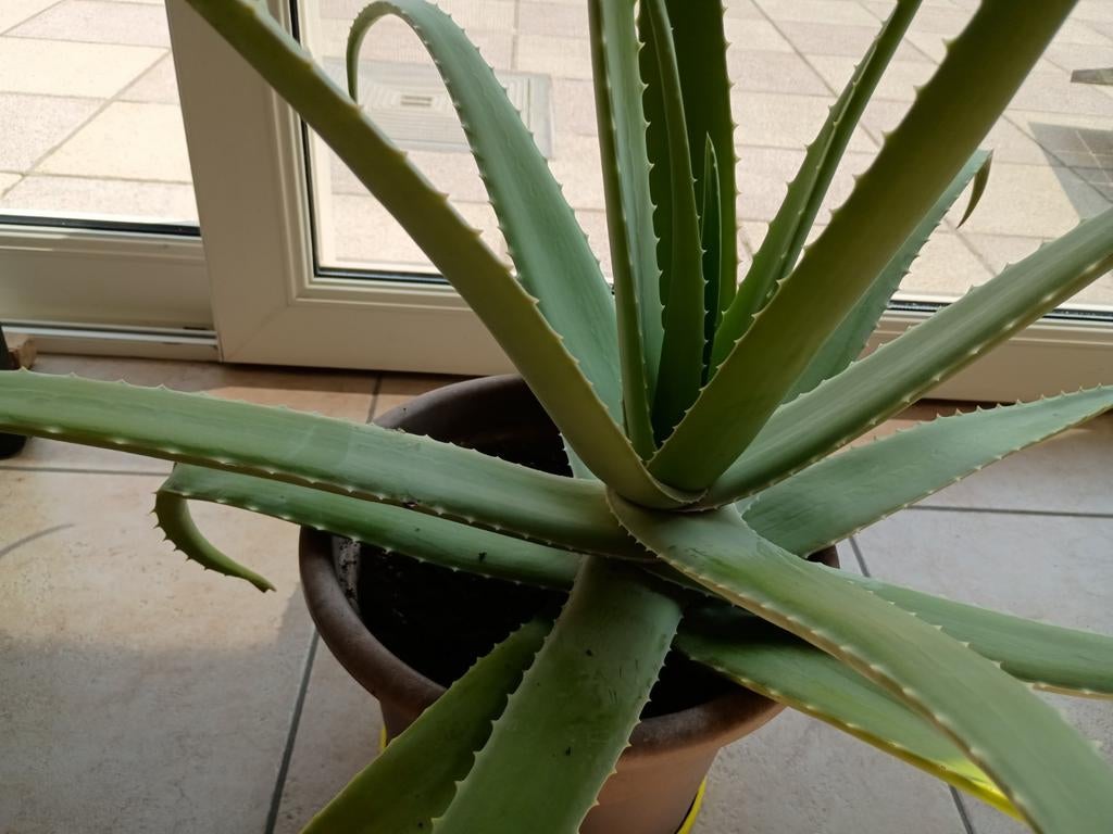 Plante d'intérieur à l'aloe vera, Jardin & Terrasse, Plantes | Jardin, Autres espèces, Printemps, Plein soleil, Enlèvement