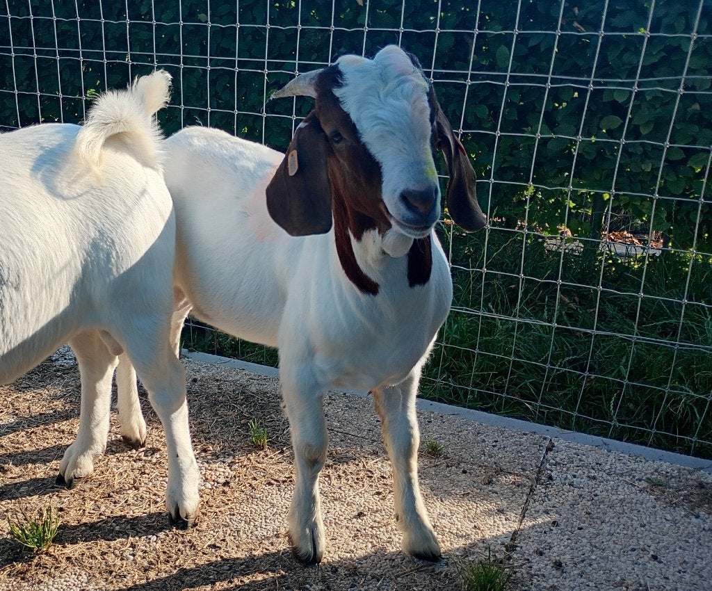 Boergeit bok, Dieren en Toebehoren, Schapen, Geiten en Varkens, Mannelijk, Geit, 0 tot 2 jaar