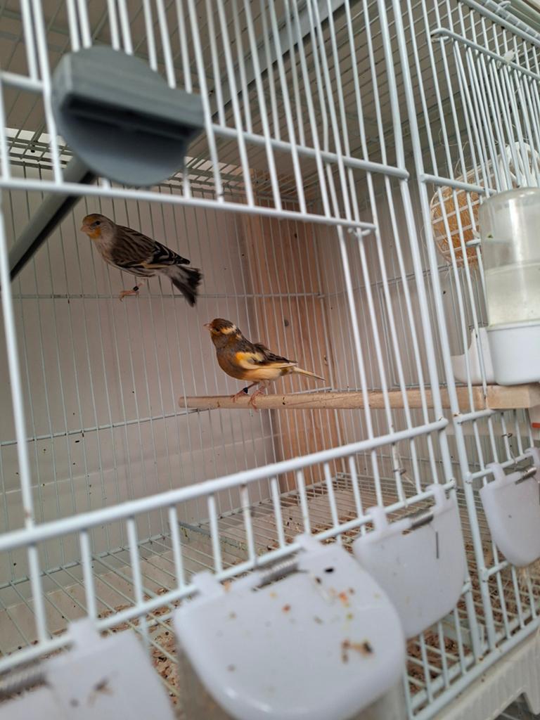 Vogels, Enlèvement