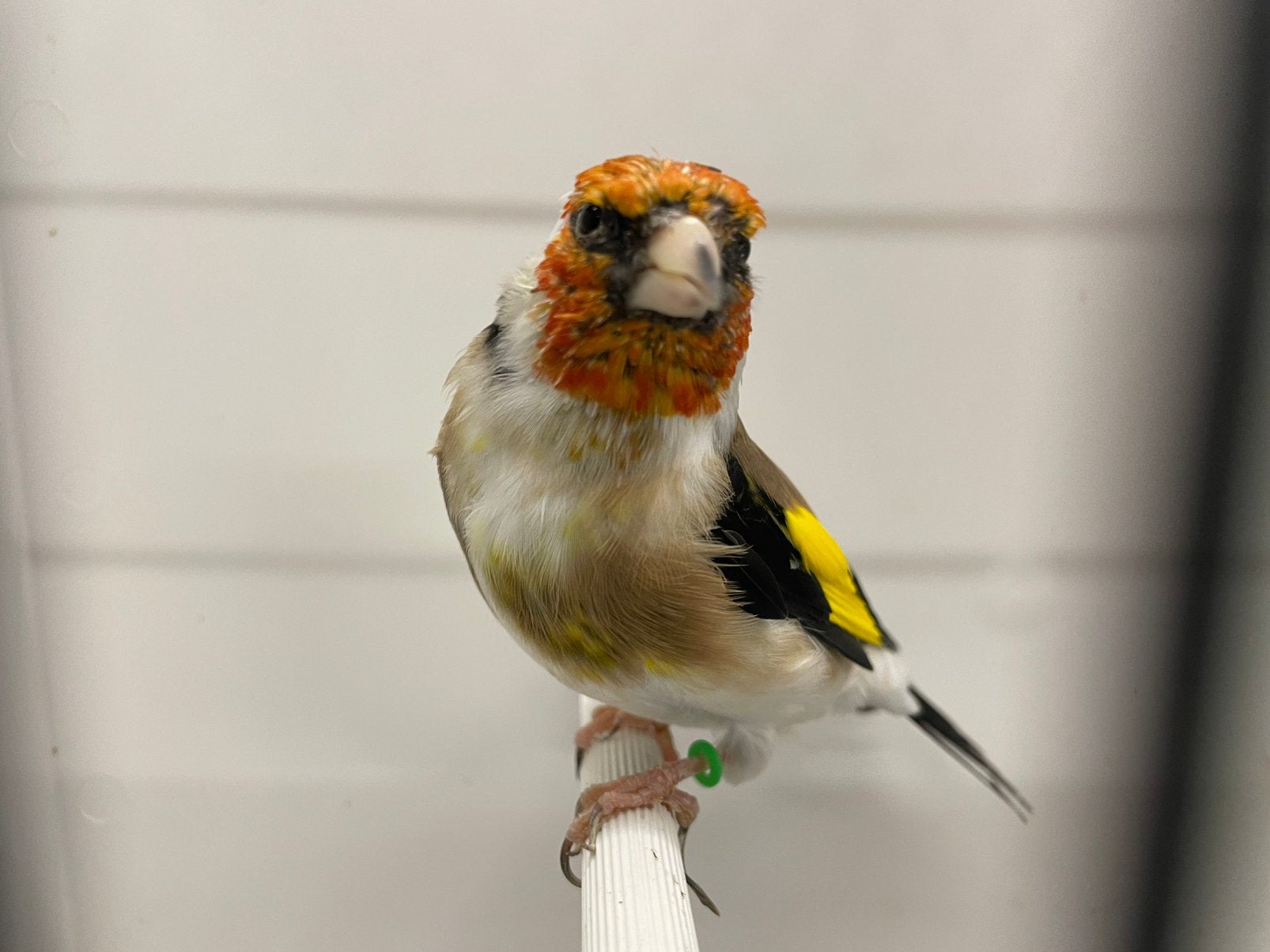 Major putter koppel wildkleur distelvinken, Dieren en Toebehoren, Meerdere dieren, Wildzangvogel, Geringd