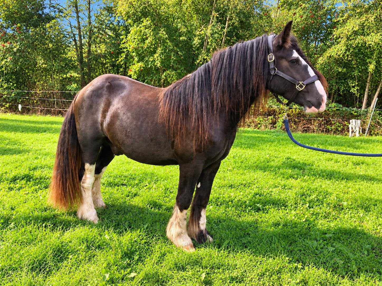 2,5 jarige zwarte eyecatcher tinker ruin, Dieren en Toebehoren, Met stamboom, Ruin, M, 0 tot 2 jaar
