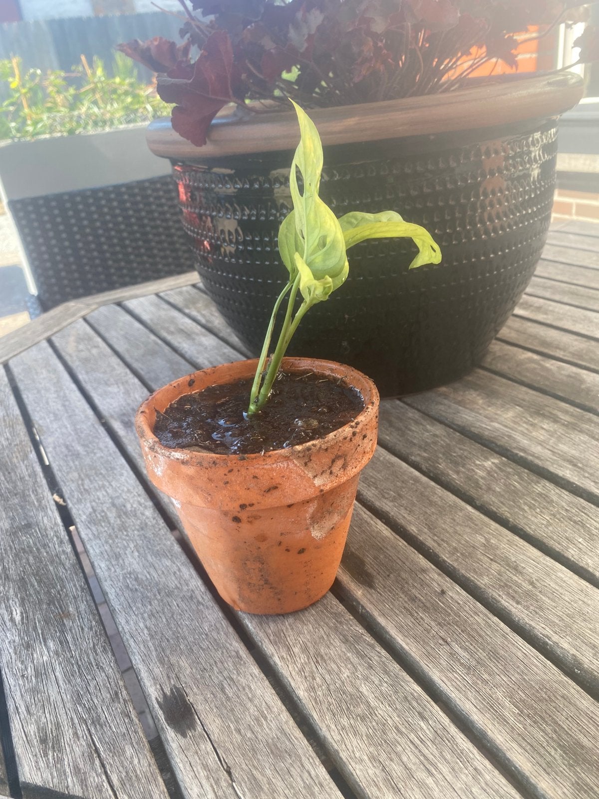Monstera plant, Tuin en Terras, Ophalen of Verzenden, Bloeit niet, Eenjarig, Overige soorten