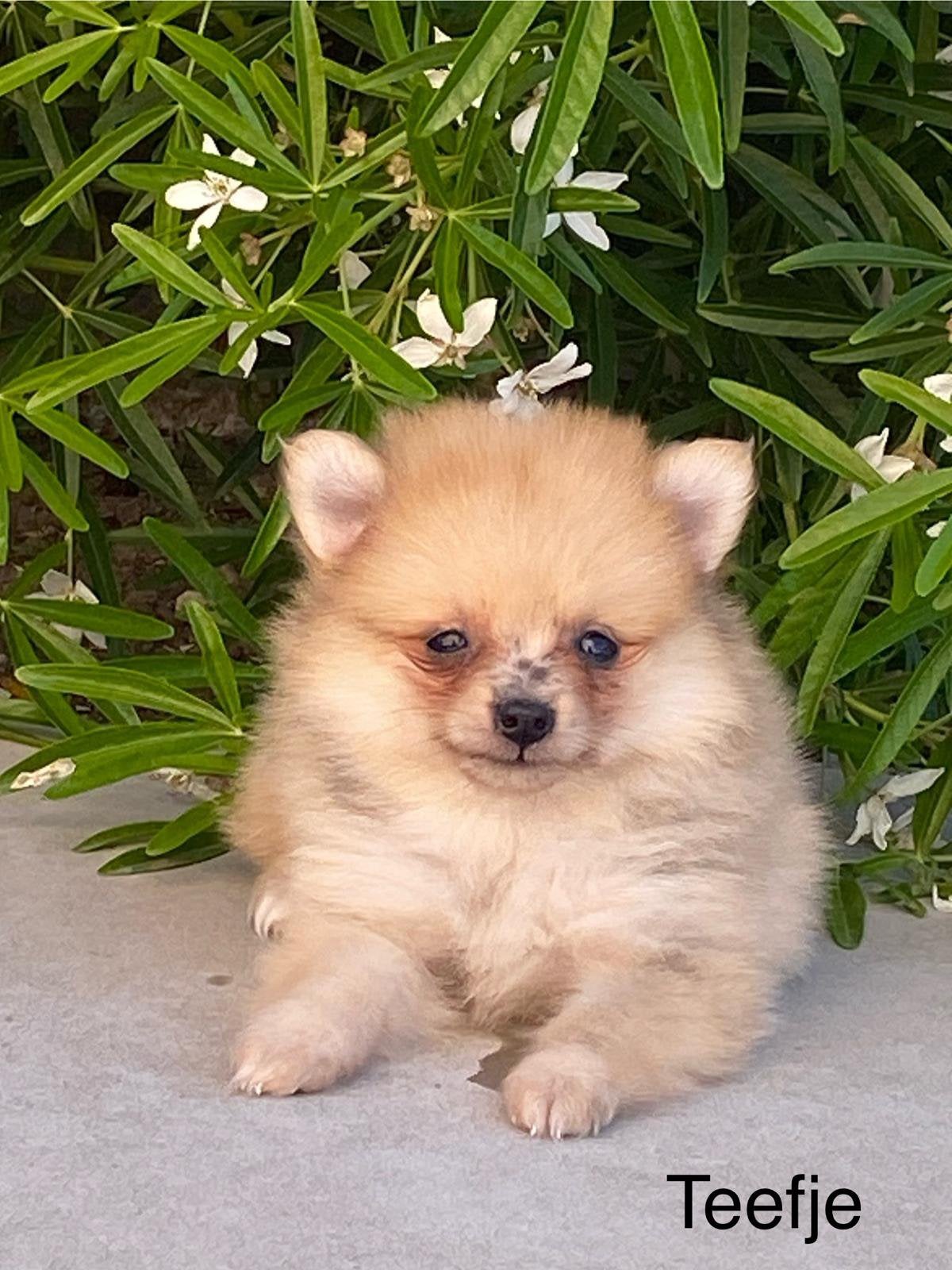 Duitse spitz / dwergkeesjes, Dieren en Toebehoren, Honden | Poolhonden, Keeshonden en Oertypen, Parvo, België, Keeshond, 8 tot 15 weken