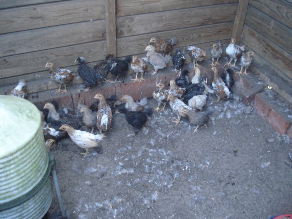 kuikens leghorn (hennen), Dieren en Toebehoren, Pluimvee, Mannelijk, Kip