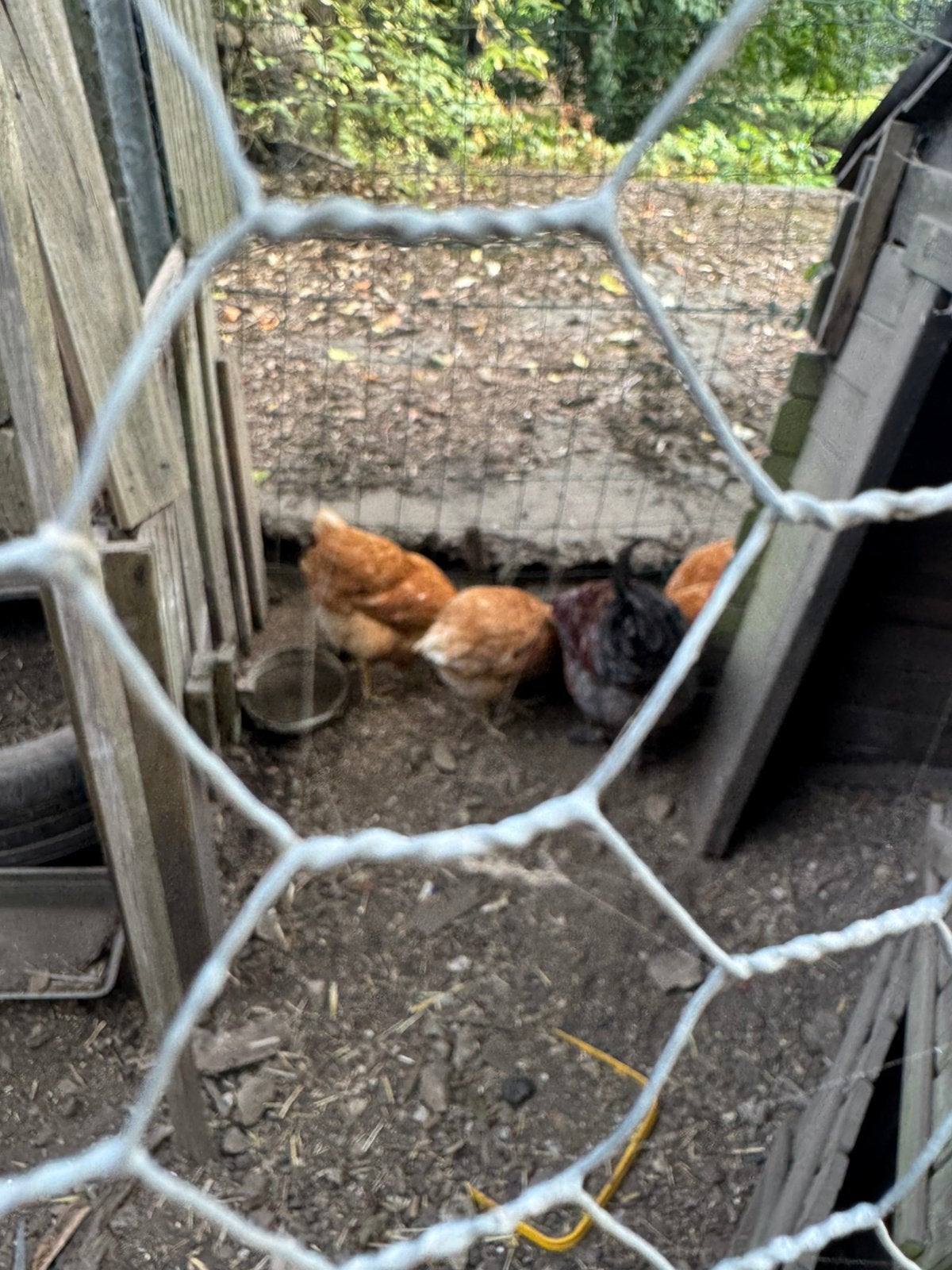 Poule, Enlèvement ou Envoi