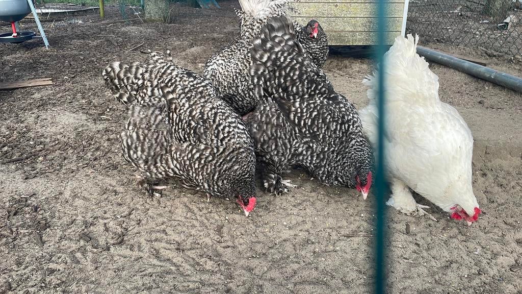 Broedeieren mechelse koekoek/ witte mechelse koekoek, Dieren en Toebehoren, Pluimvee