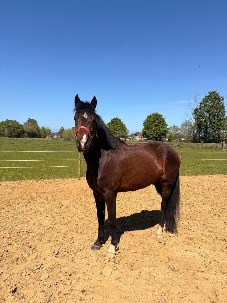 Zeer knappe lieve 6 jarige New Forest pony ruin, Dieren en Toebehoren, Ruin, Springpony, 3 tot 6 jaar, D pony (1.37m tot 1.48m)