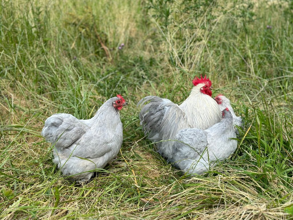 Jonge tamme Cochin kriel Parel grijs gesekst en ingeënt, Femelle, Poule ou poulet