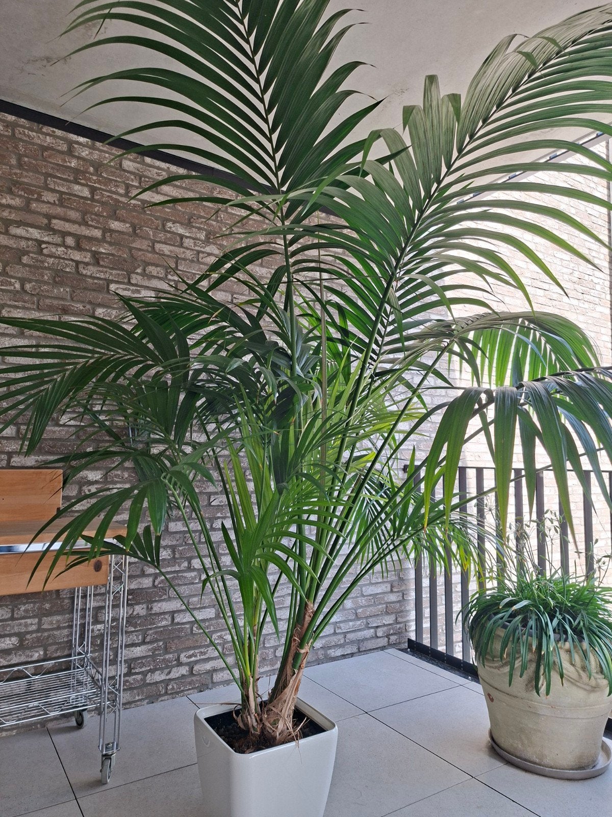 Kamerplant, Huis en Inrichting, Kamerplanten, Ophalen, Palm
