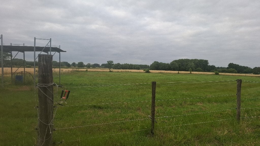 Paardeweide te Denderbelle te huur, Dieren en Toebehoren, Stalling en Weidegang, Weidegang