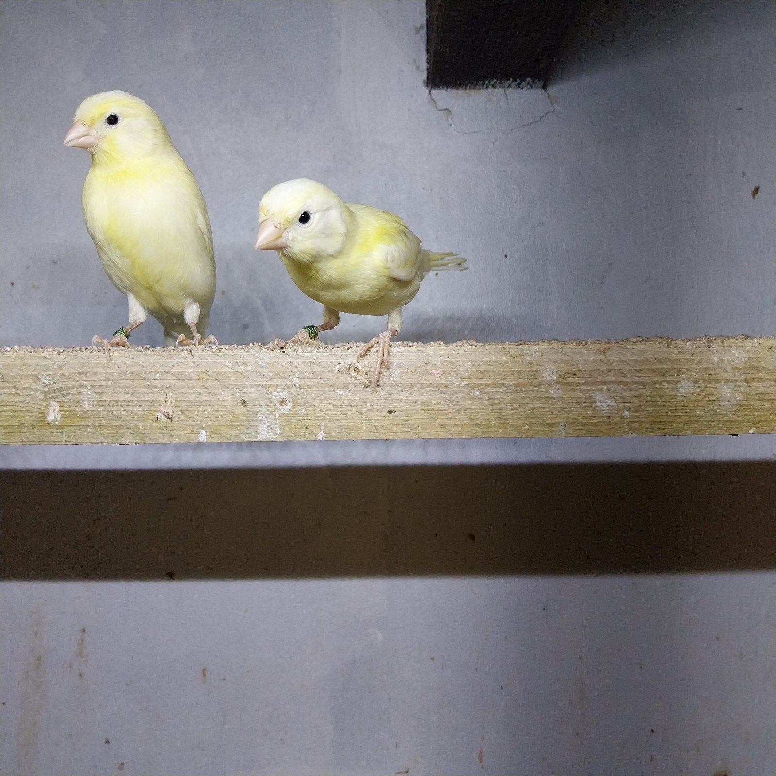 Kanaries, Dieren en Toebehoren, Vogels | Kanaries
