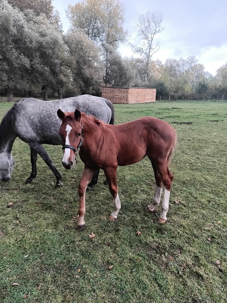 hengstenveulen, Dieren en Toebehoren, Springpaard, Met stamboom, Niet van toepassing, 0 tot 2 jaar