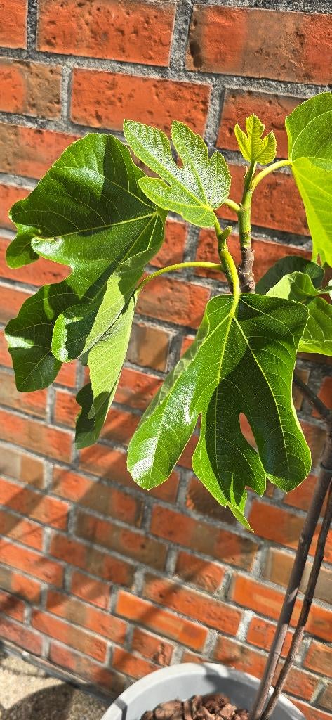 Vijgenboom Ficus Carica vijgen boom 1v11 cast, Tuin en Terras, Ophalen, Lente, Volle zon, In pot