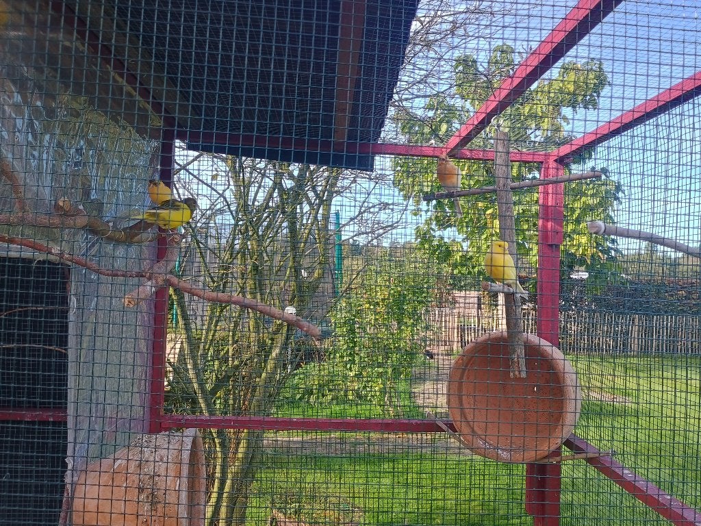 Kanarie vogels, Dieren en Toebehoren, Meerdere dieren, Kleurkanarie