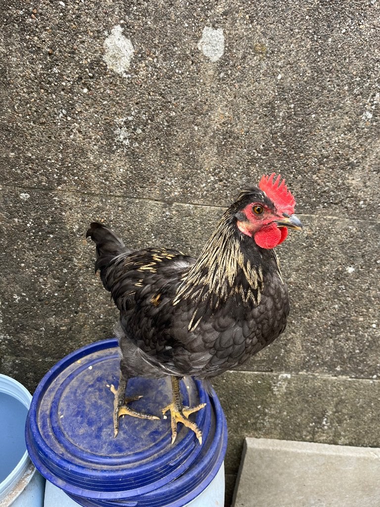 Haan, Dieren en Toebehoren, Pluimvee, Mannelijk, Kip