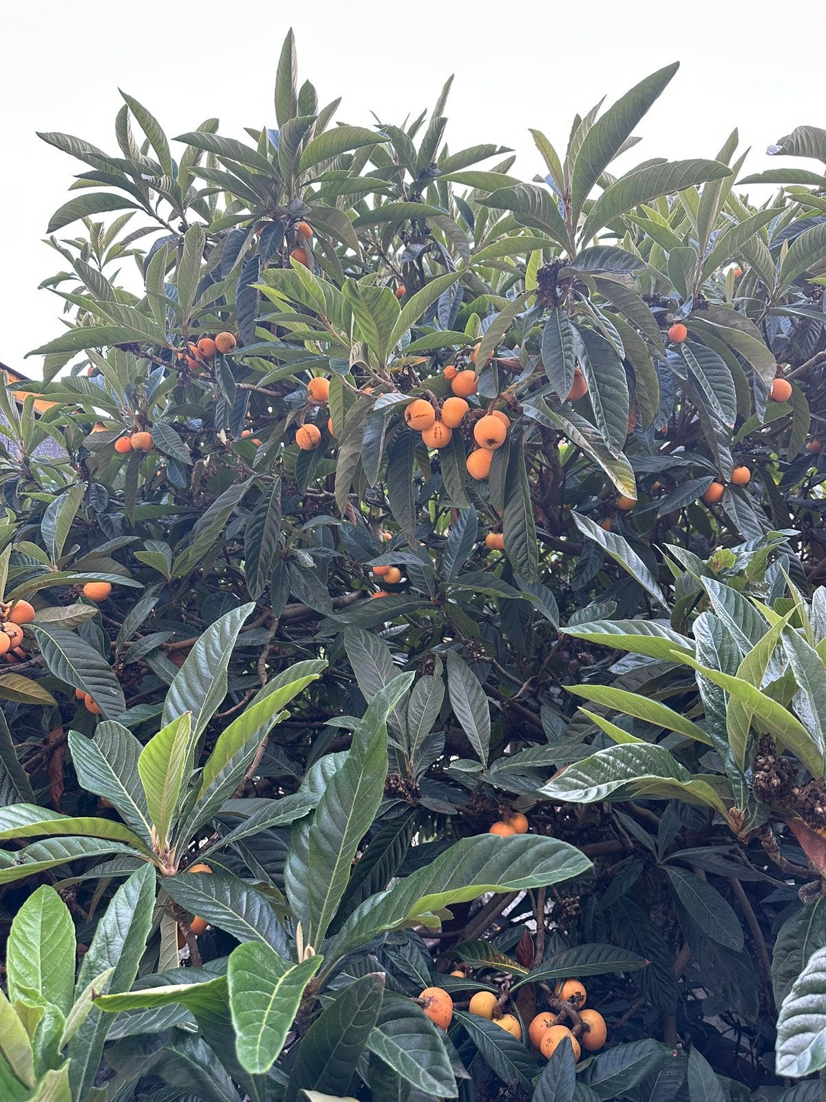 Nefles du Japon Bio, Jardin & Terrasse, Enlèvement