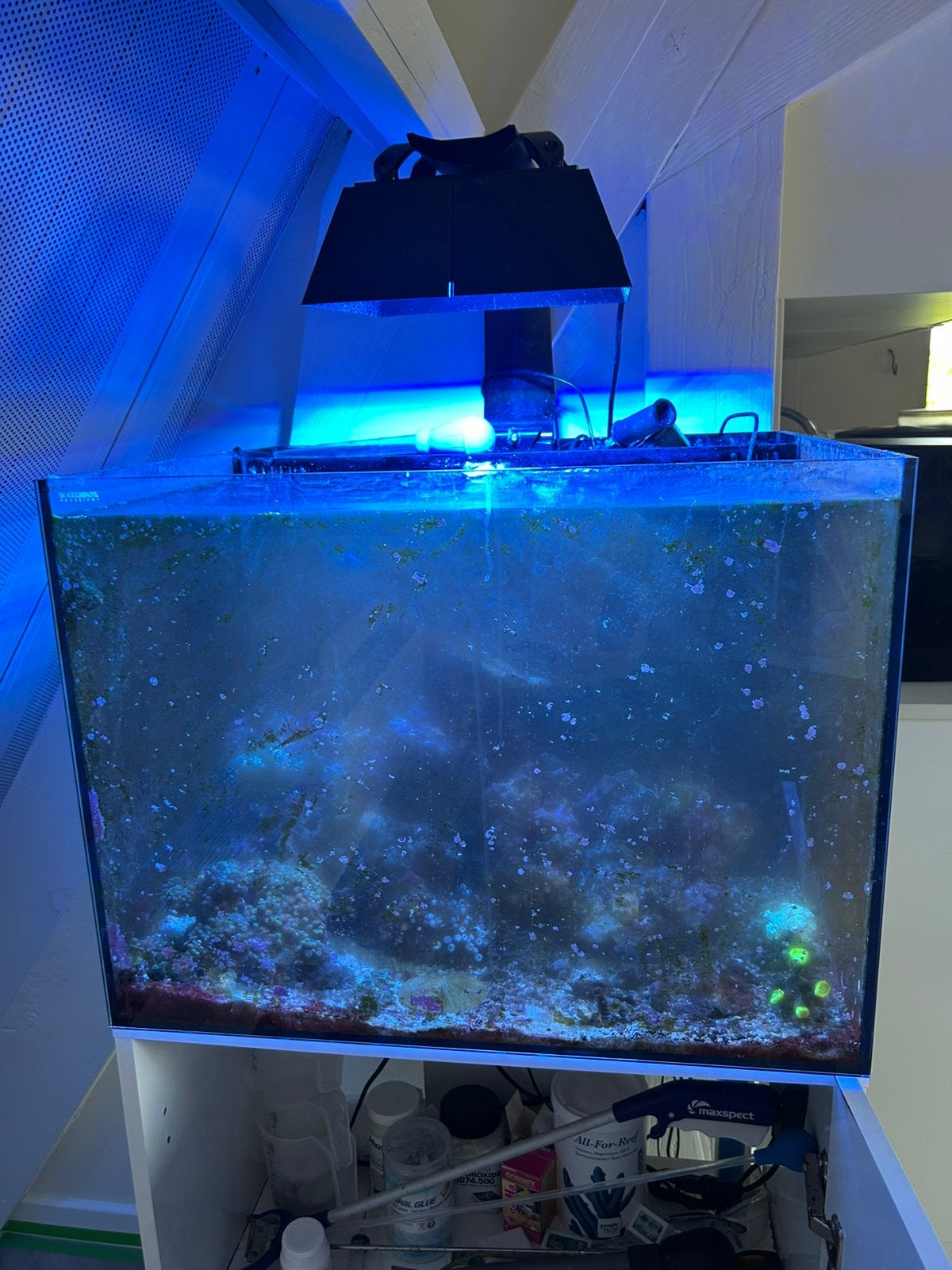 Zeeaquarium, Animaux & Accessoires, Poissons | Aquariums & Accessoires, Enlèvement, Utilisé, Aquarium d'eau de mer rempli