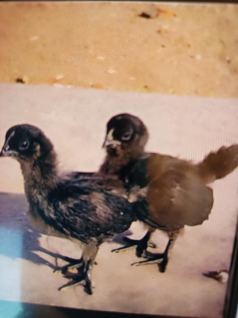 Poussin ayam cemani noire, Plusieurs animaux, Poule ou poulet