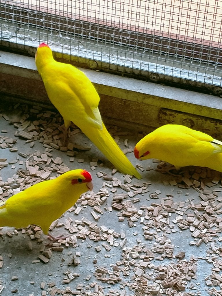 Gele kakariki, Dieren en Toebehoren, Vogels | Parkieten en Papegaaien