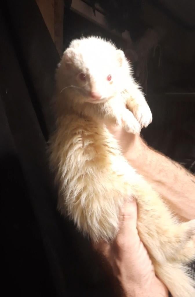 ERVAREN DEKRAM ALBINO VOOR DEKKING AANGEBODEN, Animaux & Accessoires, Animaux Autre, Octobre, Mâle