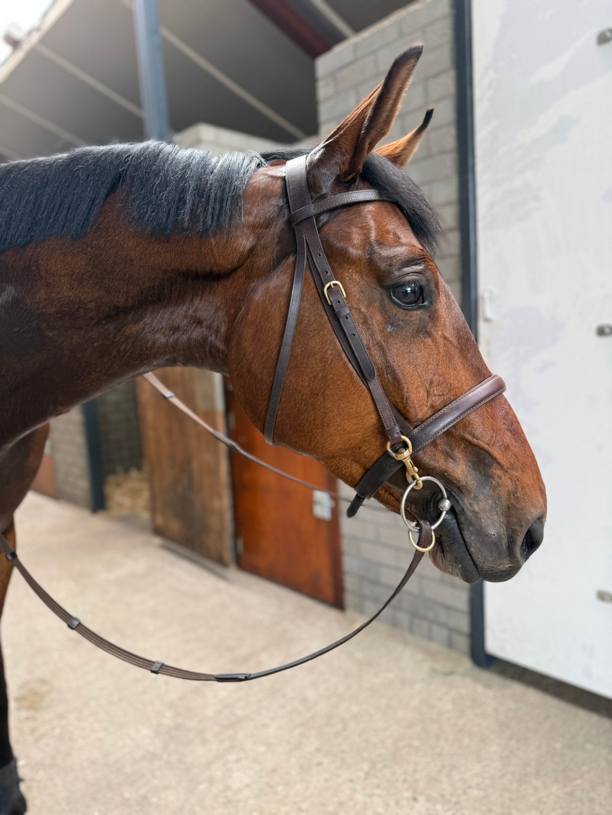 Olaf ️, Animaux & Accessoires, Chevaux, Hongre, Débourré, 165 à 170 cm, 3 à 6 ans, Cheval de récréation, Avec pedigree, Avec puce électronique