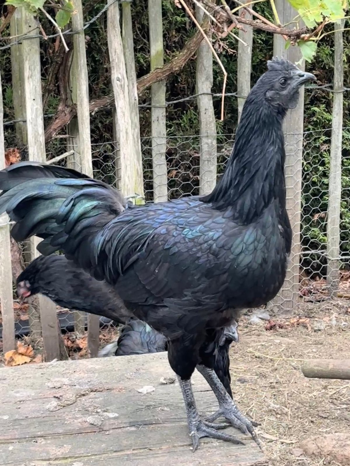 Prachtige jonge Ayam Cemani haantjes (geboren mei 2026), Animaux & Accessoires, Mâle, Poule ou poulet