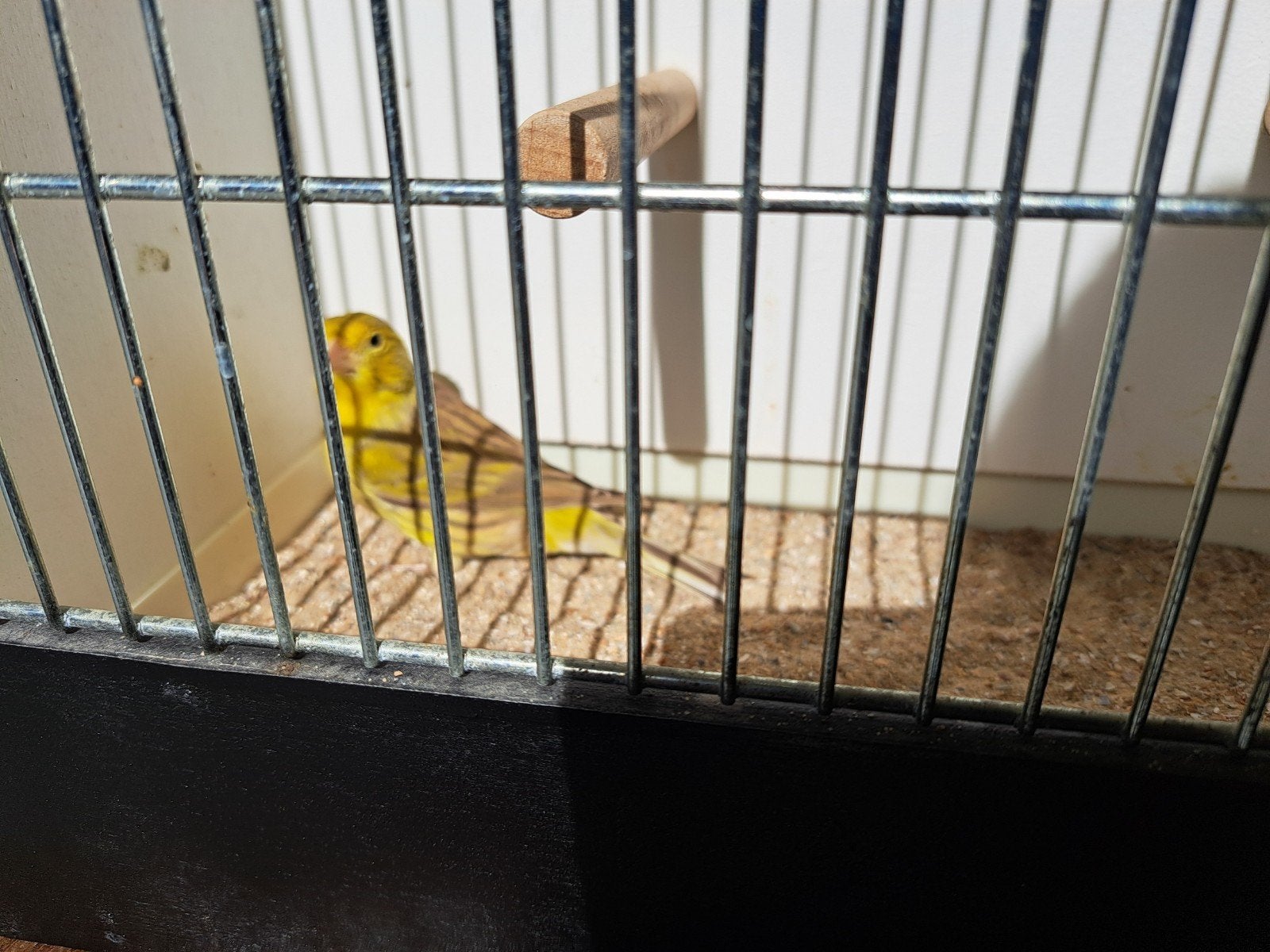timbrado kanarie