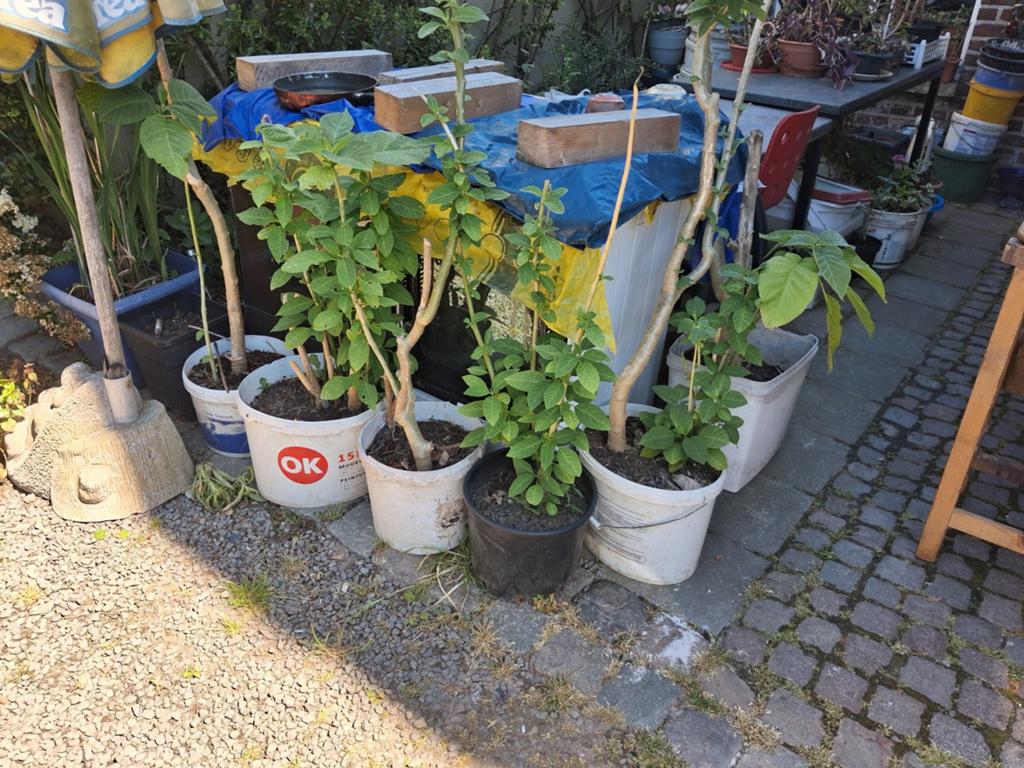 6 plantes de fleurs jaunes en forme de trompette, Enlèvement